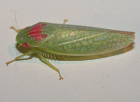 Gyponana octolineata Gyponana octolineata
